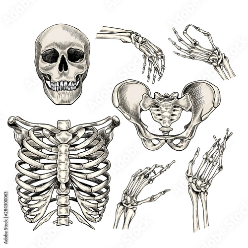Hand drawn anatomy set. Vector human body parts, bones. Skull, hands, rib cage or chest, pelvic bones. Vintage medicinal illustration. Use for Haloween poster, medical atlas, science realistic image.