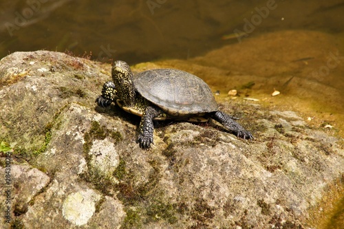 Schildkröte auf Stein