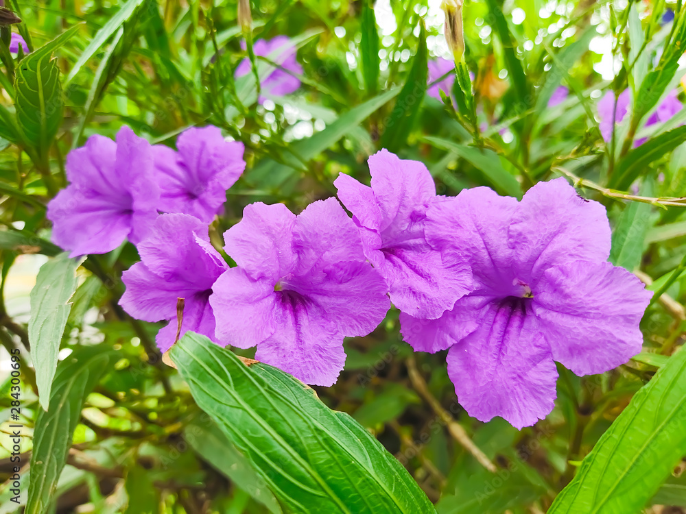 purple flowers in the garden