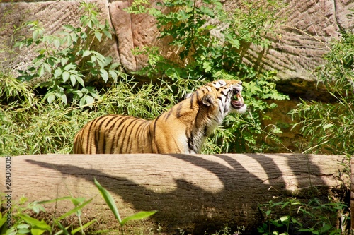 Tiger hinter einem Baumstamm