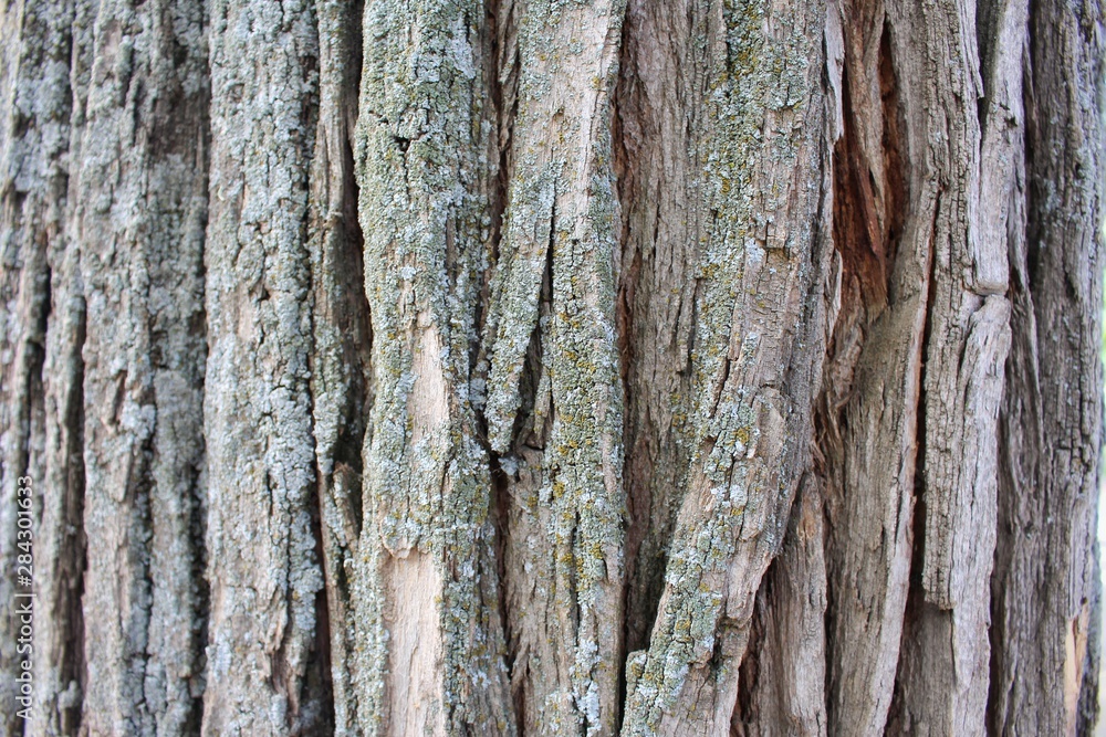 bark of a tree, tree bark, seamless texture. bark of a tree, tree bark, seamless texture.