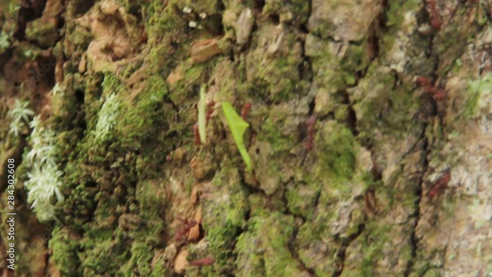 Fire ants crawling down side of tree in jungle Fire ants crawling down side of tree in jungle