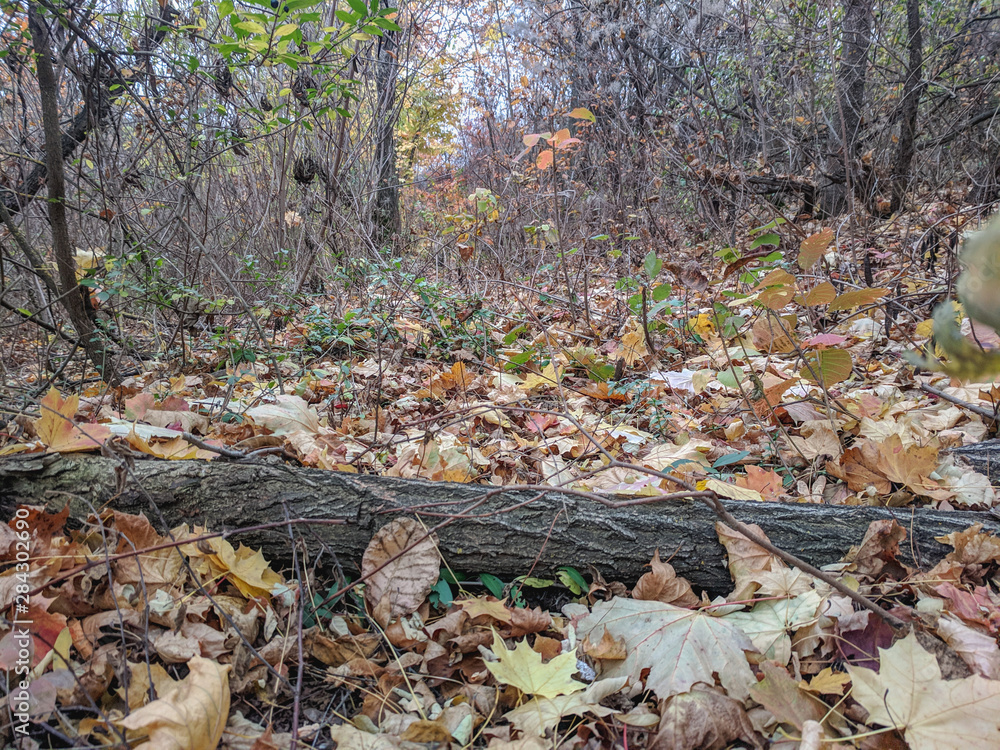 impenetrable thickets in a pine forest impenetrable thickets in a pine forest