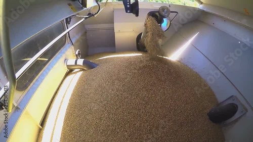 loading grain in the combine hopper (GoPro) photo