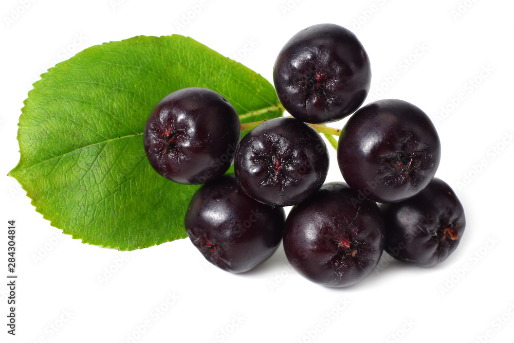 Chokeberry with green leaves isolated on white background. Black aronia Chokeberry with green leaves isolated on white background. Black aronia