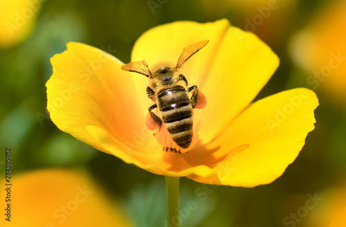 A bee collects nectar in Eschscholzia californica flower. © yevgeniy11