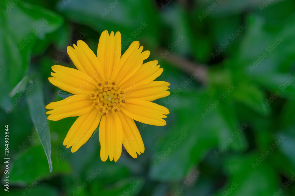 Yellow flowers in the background of green grass. Yellow flowers in the background of green grass.