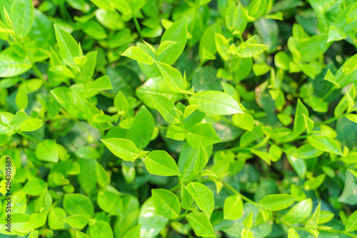Wallpaper Mural Fresh green tea leaves and buds in a tea plantation in morning Torontodigital.ca