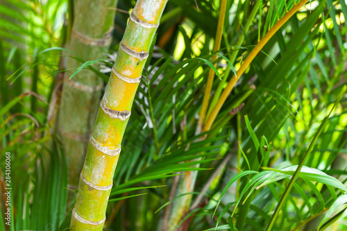Tropical plants background photo, bamboo
