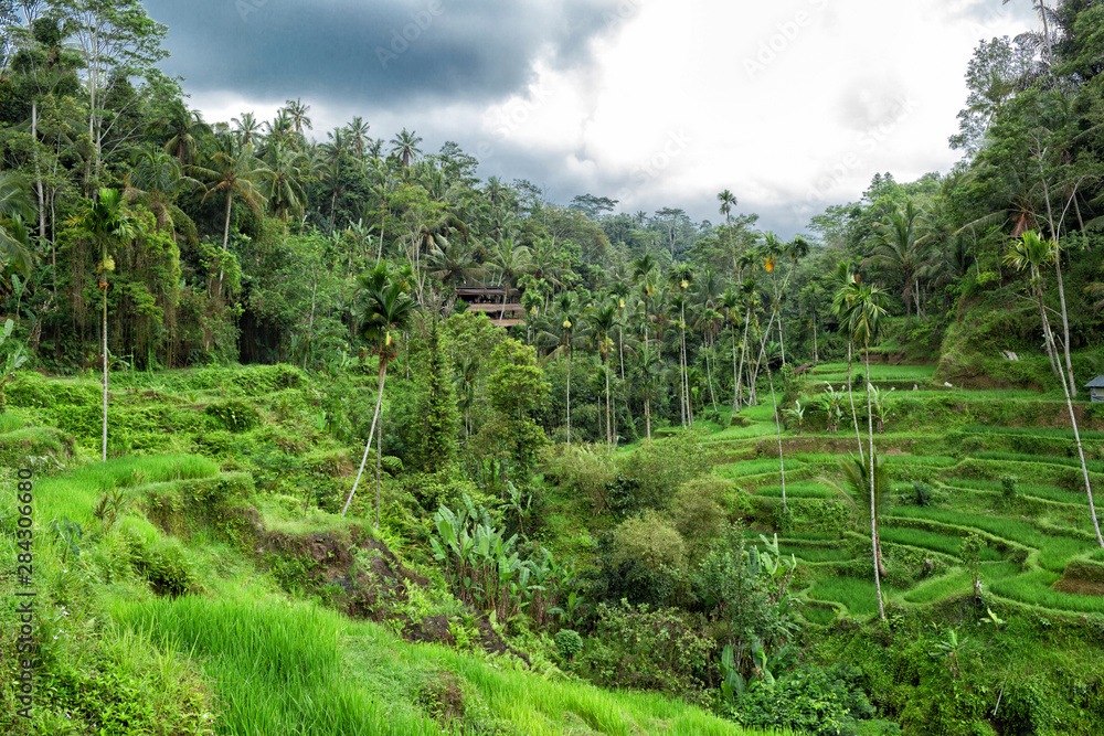 view of Tegallalang Rice Terrace - Ubud - Bali - Indonesia