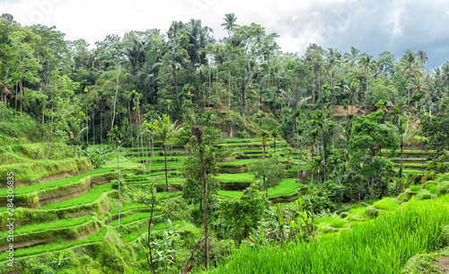 view of Tegallalang Rice Terrace - Ubud - Bali - Indonesia