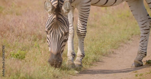 Closeup shoot of single cute zebra eating grass in the field in the nature in the national park