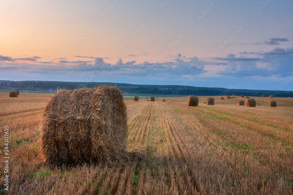Agriculture field at dawn. Wheat field with bales in the morning. Harvesting time. Harvest Agriculture field at dawn. Wheat field with bales in the morning. Harvesting time. Harvest