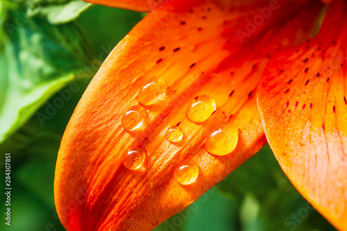 Water drops, dew on a red flower petal Lily on a blurred background, macro, selective focus