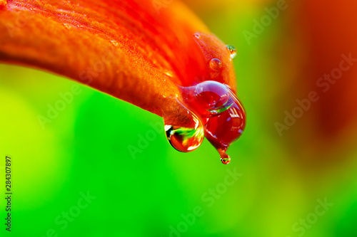 Water drops, dew on a red flower petal Lily on a blurred background, macro, selective focus