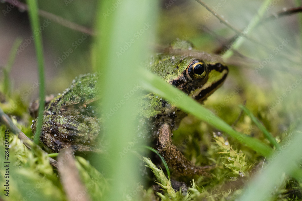 frog frog