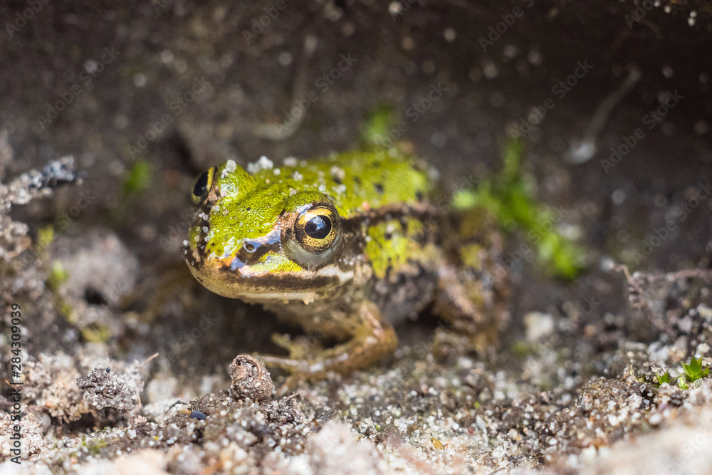 Fototapeta premium frog