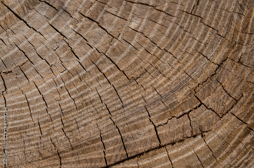 Fototapeta premium Beautiful texture of tree saw cut with annual rings and checks