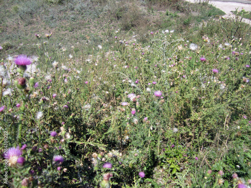 purple flowers in the garden
