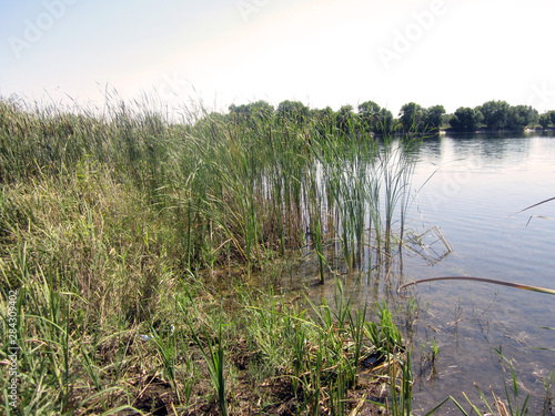 reed near the lake