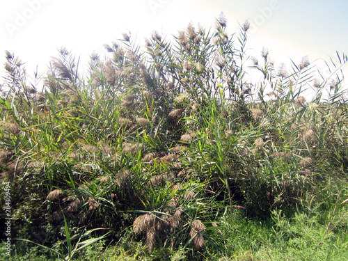 grass and flowers