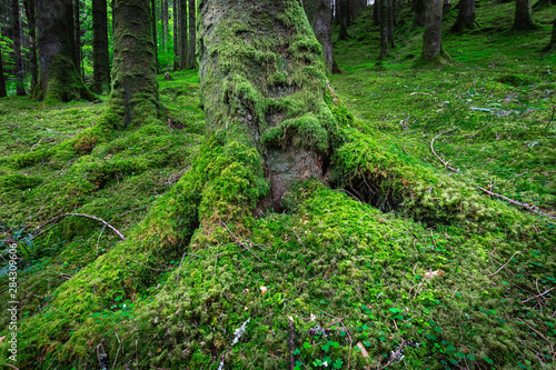 Tree trunk with roots covered with moss growing on forest floor