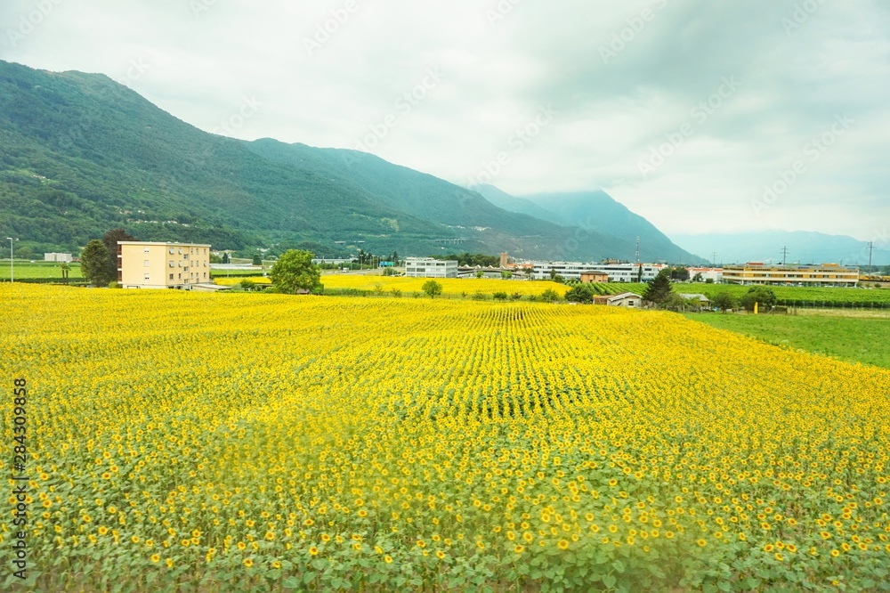 Sunflower field in the Swiss Alps