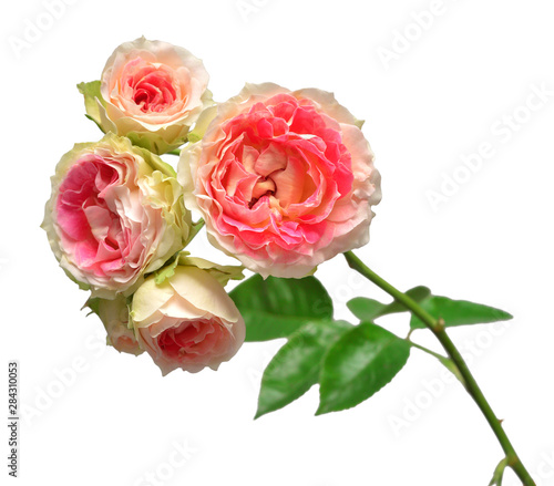 Pink bouquet rose isolated on white background. Macro flower. Wedding card, bride. Greeting. Summer. Flat lay, top view. Love. Valentine's Day