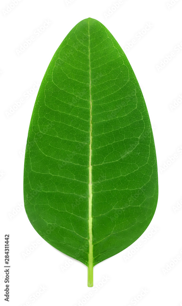 Fresh green leaf isolated on white background. Flat lay, top view. Nature concept Fresh green leaf isolated on white background. Flat lay, top view. Nature concept