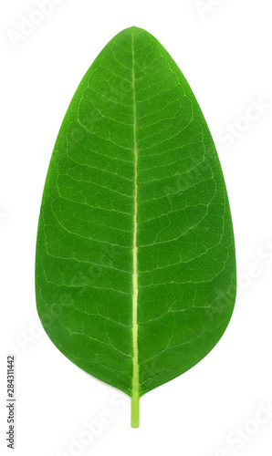 Fresh green leaf isolated on white background. Flat lay  top view. Nature concept