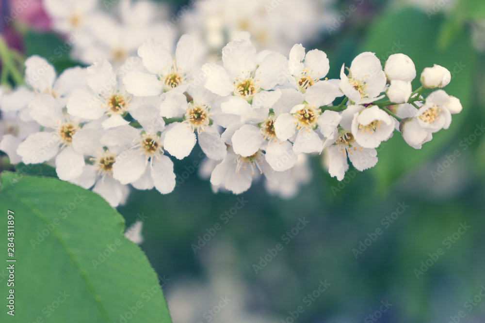 Branch of blossoming apple, macro with soft focus, gentle light background Branch of blossoming apple, macro with soft focus, gentle light background