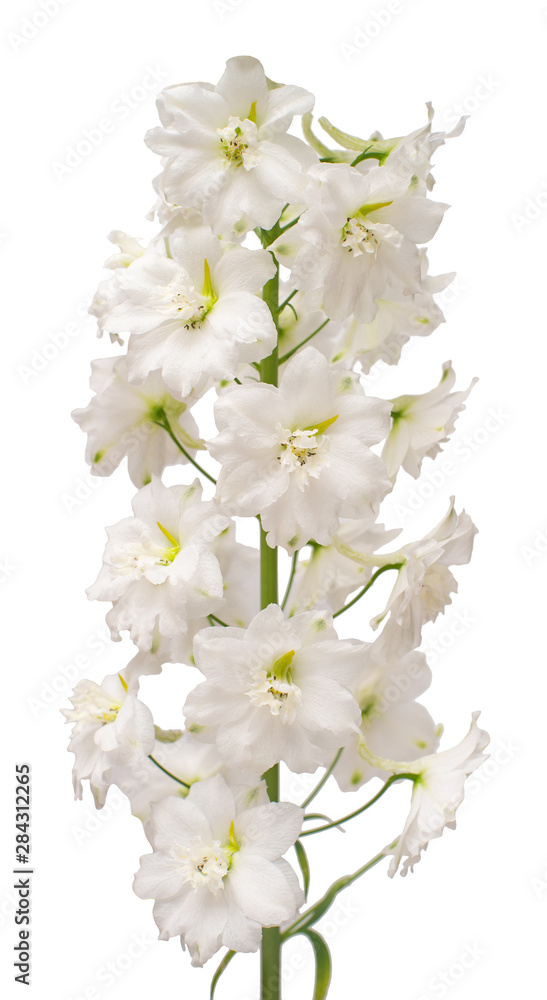 Beautiful white delphinium flower isolated on white background. Flat lay, top view. Floral pattern, object. Nature concept