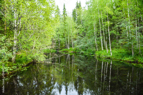 Fototapeta Naklejka Na Ścianę i Meble -  The overgrown shore of the river Tohmayoki, Karelia, Russia