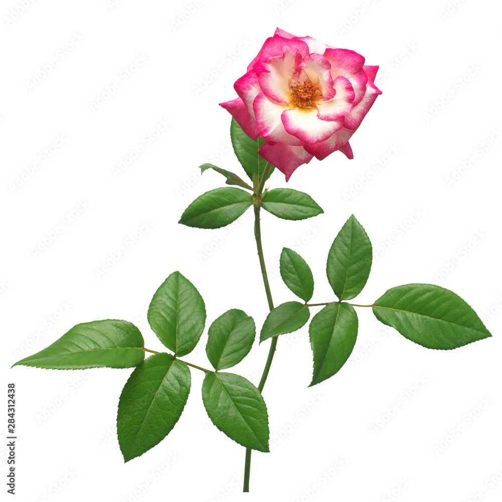 Multicolored rose pink and cream flower isolated on white background. Wedding card, bride. Greeting. Summer. Spring. Flat lay, top view. Love. Valentine's Day Multicolored rose pink and cream flower isolated on white background. Wedding card, bride. Greeting. Summer. Spring. Flat lay, top view. Love. Valentine's Day