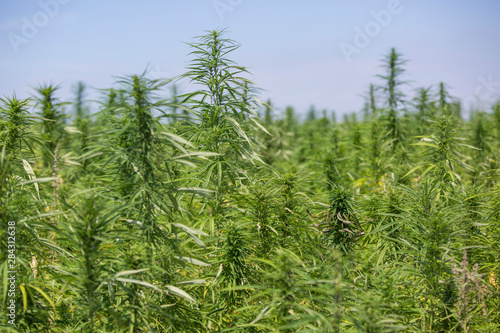 Marijuana CBD hemp plants field