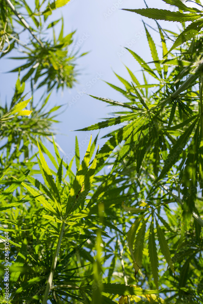 Big and healthy fresh CBD hemp bud on marijuana field