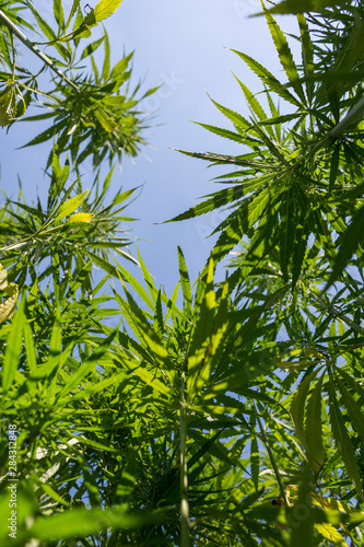 Big and healthy fresh CBD hemp bud on marijuana field
