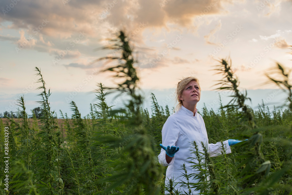 Scientist looking at bad and windy weather in marijuana CBD hemp plants field