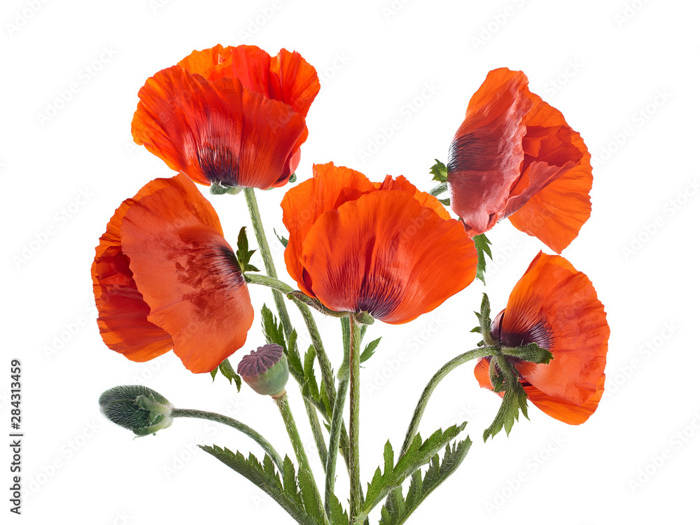 Obraz premium Papaver orientale (mak orientalny). odosobniony
