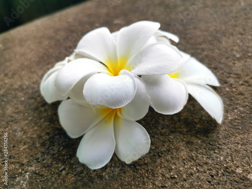 White frangipani flower falling on the cement floor.