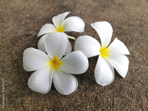 White frangipani flower falling on the cement floor.