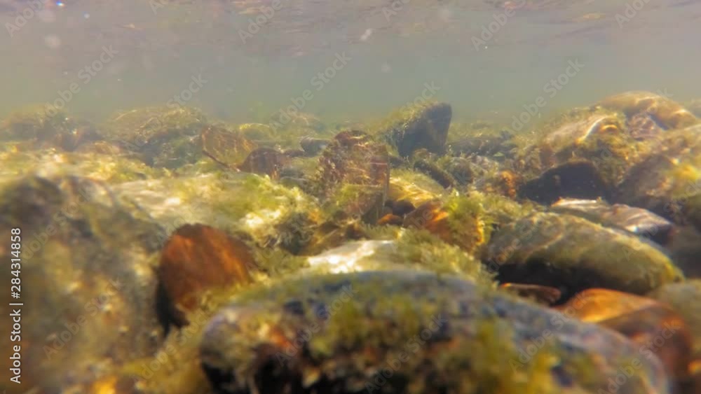 Underwater Shot of Rocky River Bottom on Sunny Day Underwater Shot of Rocky River Bottom on Sunny Day