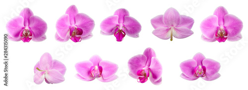 Purple orchid flowers shot from various angles. isolated