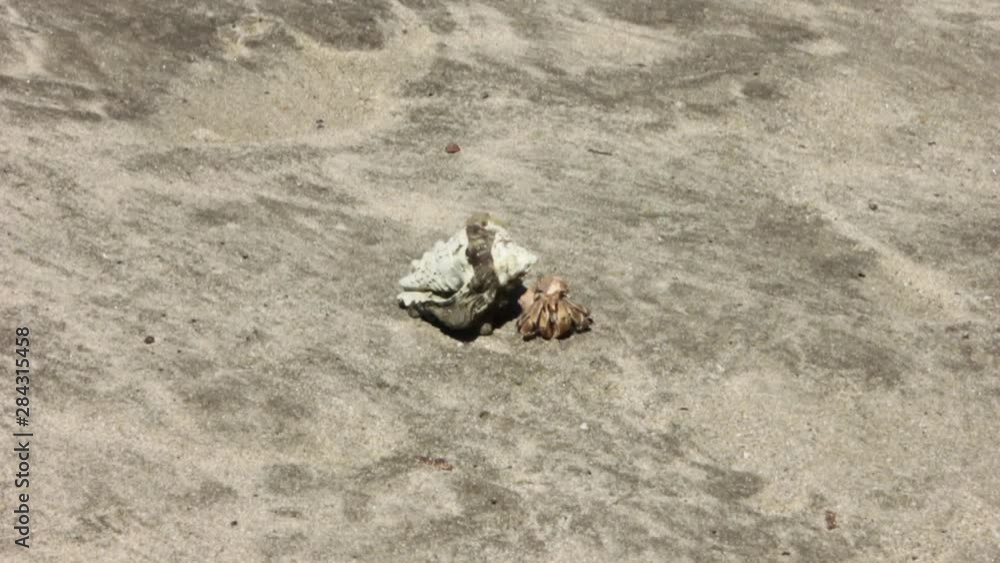 Hermit Crab Rejects Shell Hermit Crab Rejects Shell