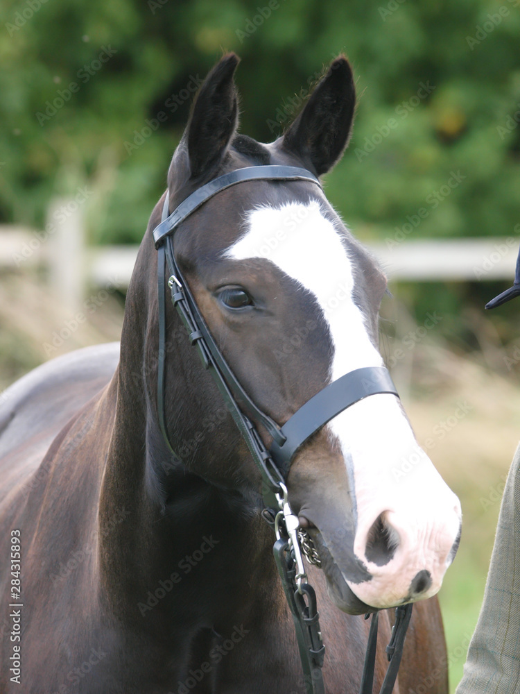 Obraz premium Cob In Bridle Headshot