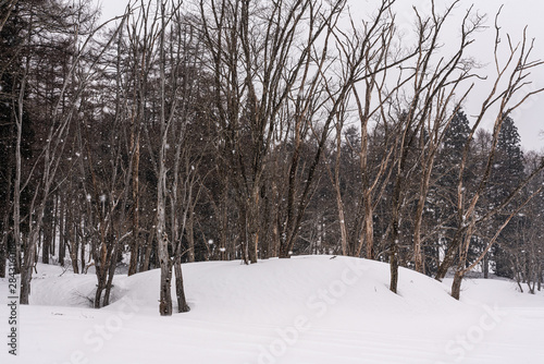 雪の降る森 © tetsusan