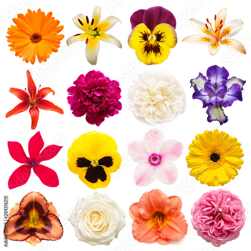Collection flowers calendula  rose  iris  lily  gerbera  cyclamen  pansies  peony  daisy isolated on white background. Creative spring composition  Easter  Valentine s Day. Flat lay  top view