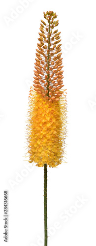 Yellow eremurus flower isolated on white background. Flat lay, top view photo