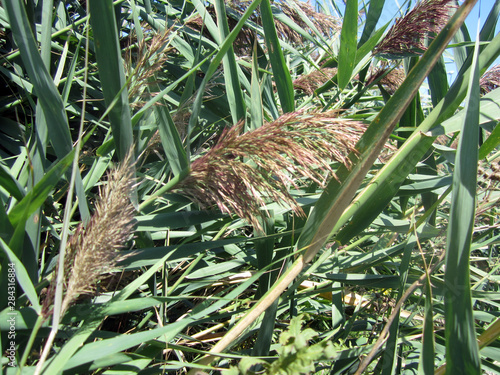 reed leaves