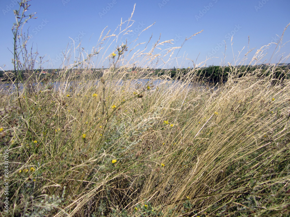 Fototapeta premium grass and sky